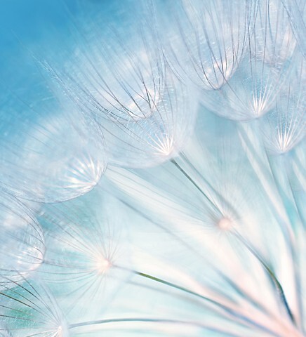 Blue abstract dandelion flowers